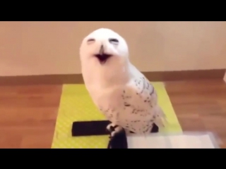 owl laughing