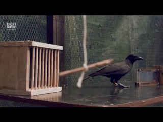 the case when the crow is smarter than you